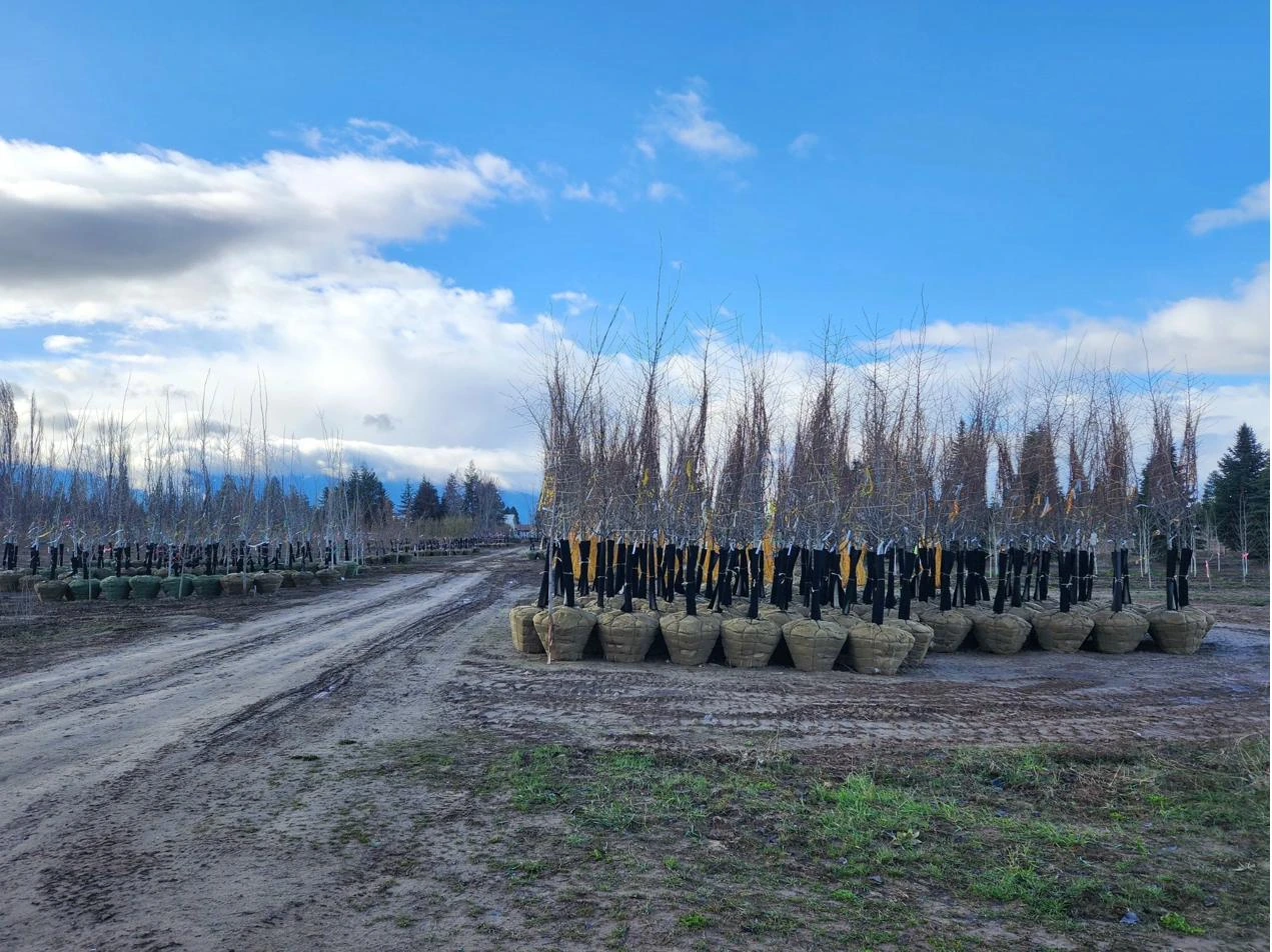 Apple Creek Propagators wholesale nursery in Bonners Ferry, Idaho