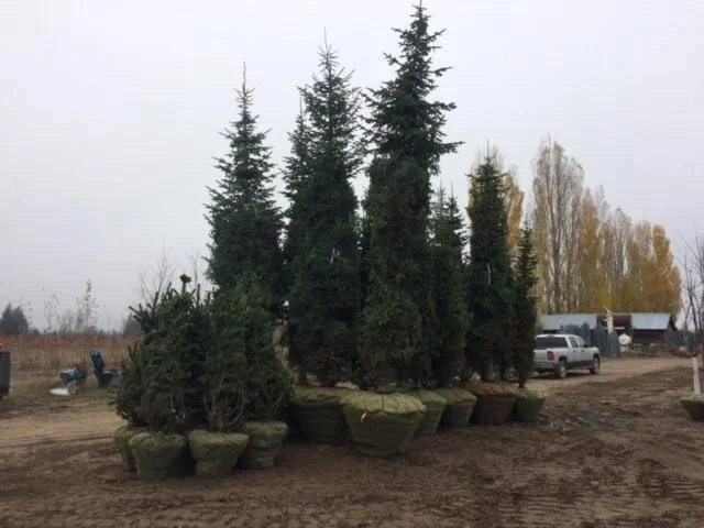 Conifers