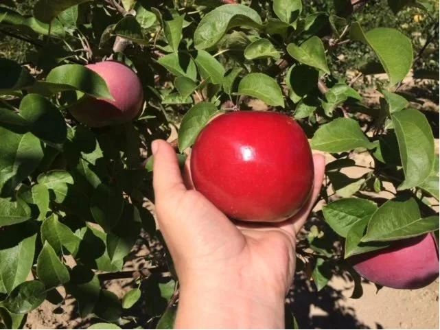 Fruit Trees