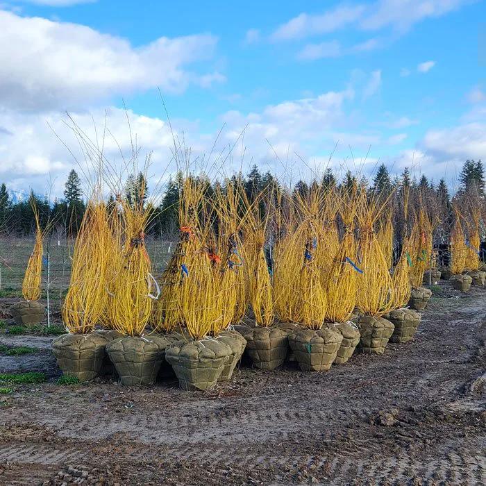 Shrubs