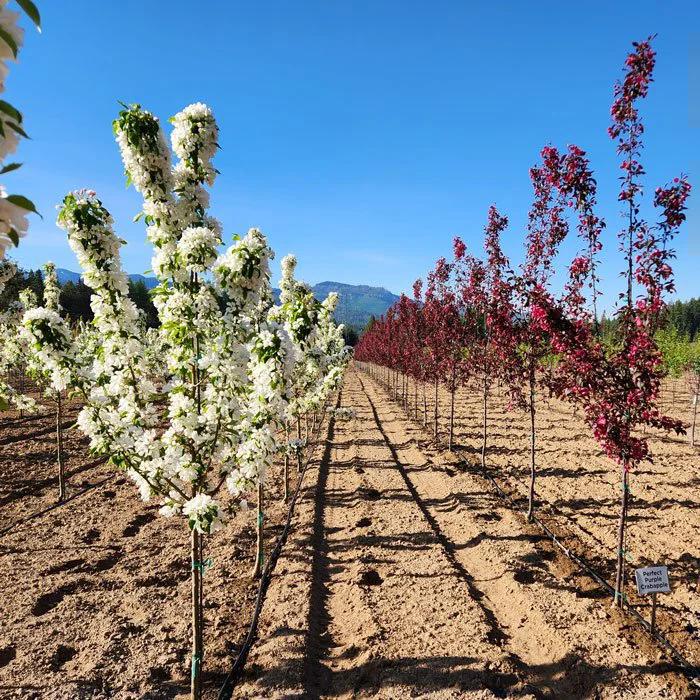 Ornamental trees in bloom at Apple Creek Propagators