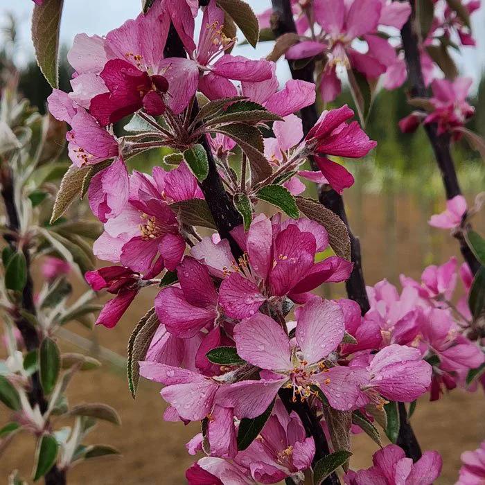 Nursery stock at Apple Creek Propagators