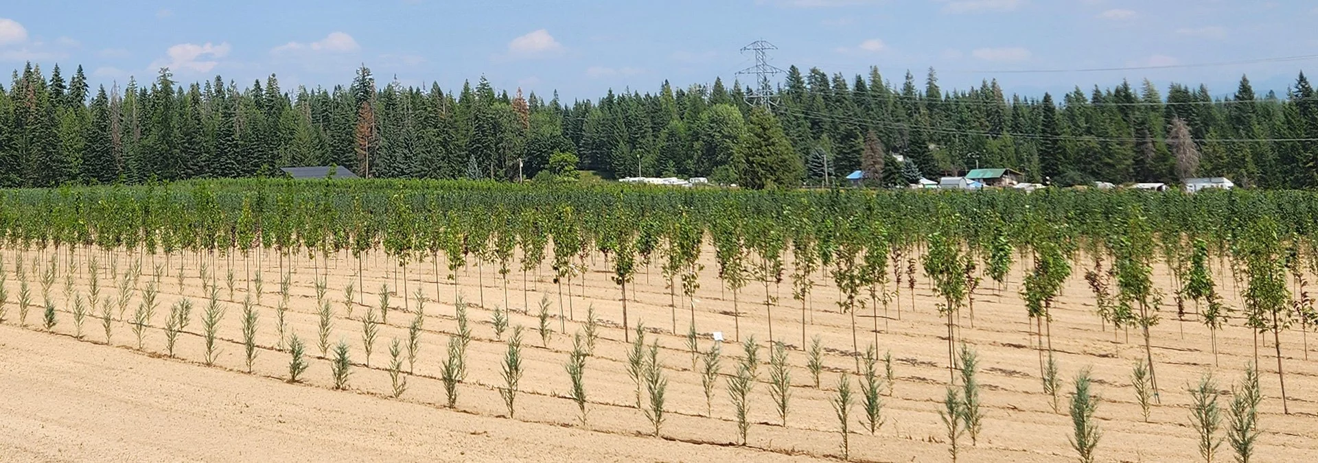 Apple Creek Propagators nursery, Bonners Ferry, Idaho