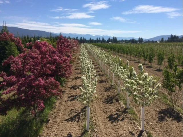 Nursery rows in North Idaho