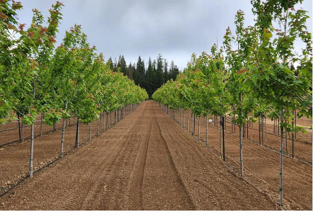 Wholesale tree nursery North Idaho