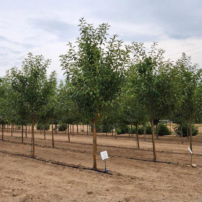 Spring at Apple Creek Propagators