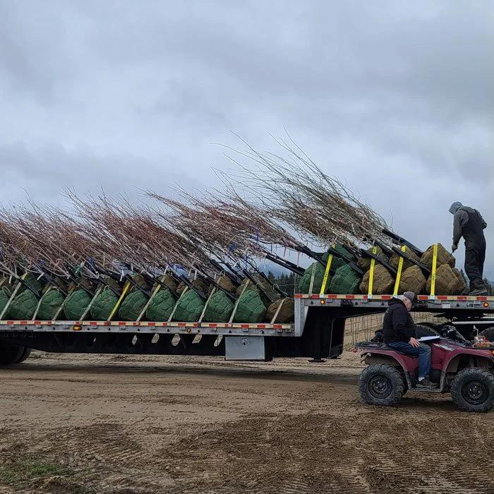 Deciduous trees loaded for delivery