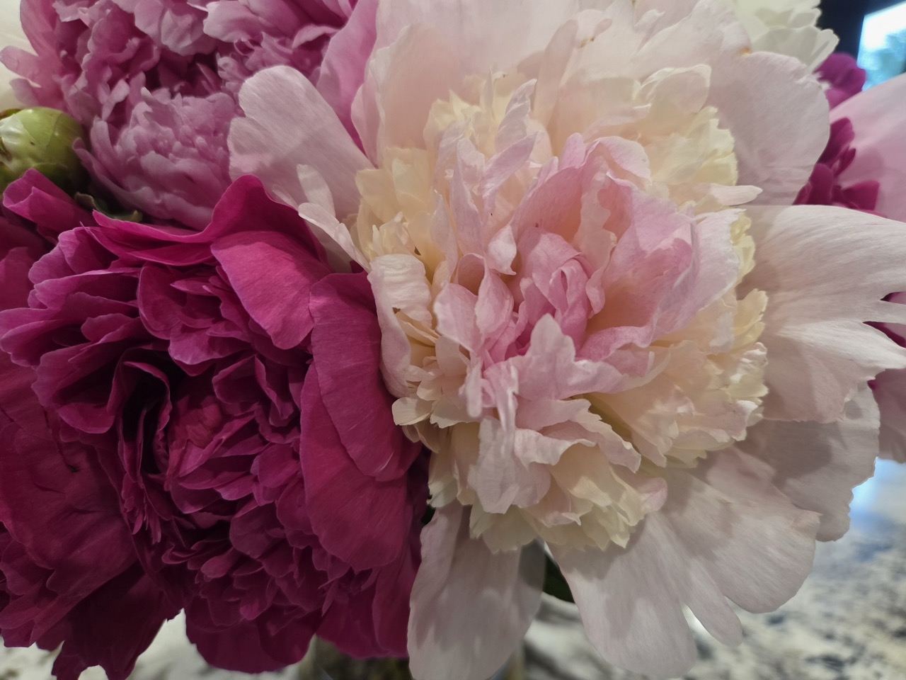 Perennials