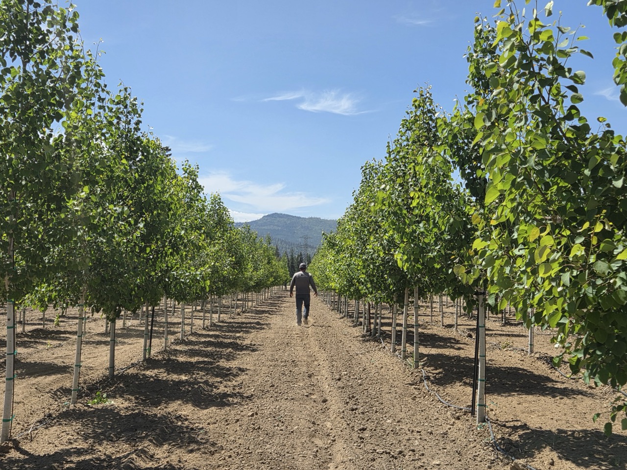 Apple Creek Propagators farm