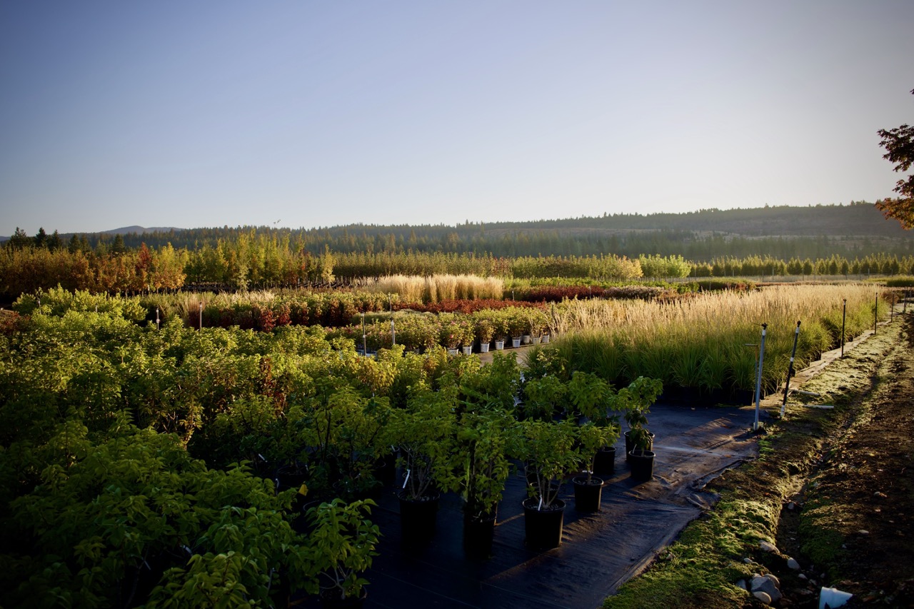 Apple Creek Propagators farm